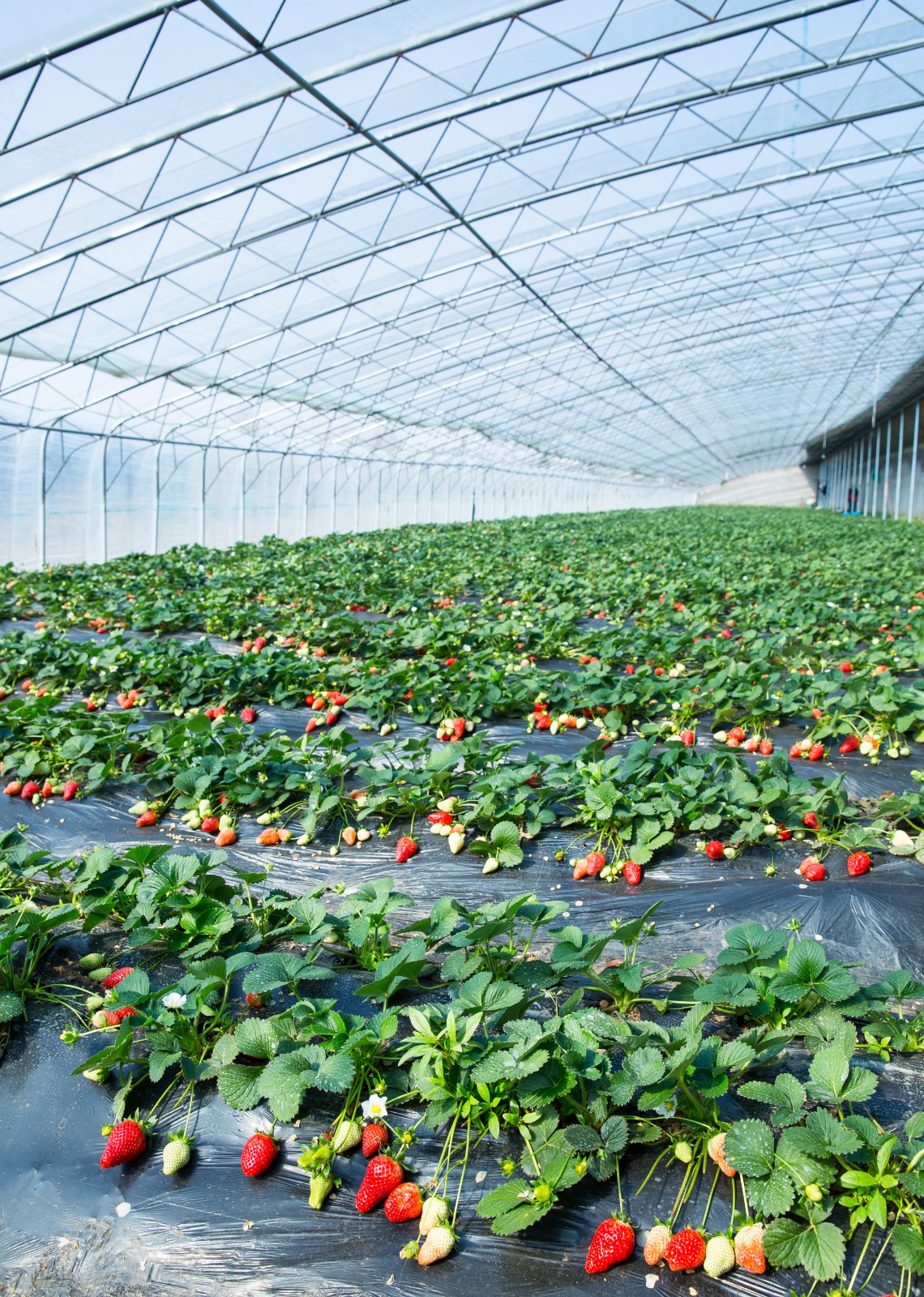 Degradation Mechanism of Biodegradable Mulch Films